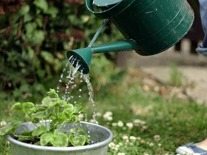 Chăm sóc cây xanh thường xuyên để cây luôn khỏe
